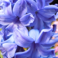 Hyacinth5