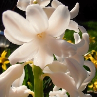 Hyacinth6
