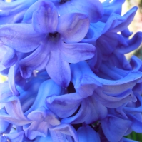 Hyacinth1